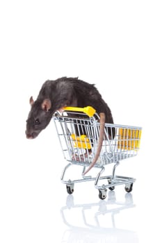 rat and the shopping cart. a rat with a basket