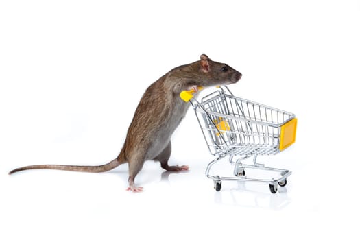 rat and the shopping cart. a rat with a basket