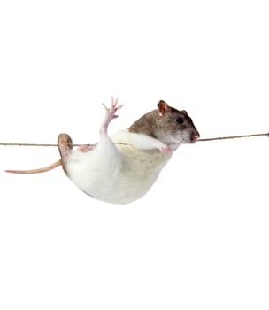 a rat crawling on a rope. rat clutching at rope on white background