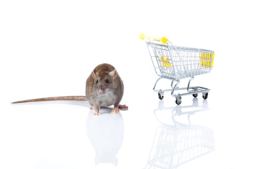 rat and the shopping cart. a rat with a basket