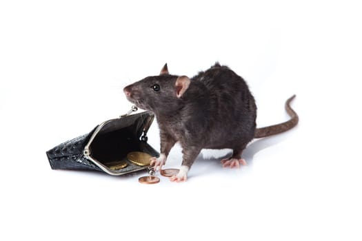 a rat with a purse