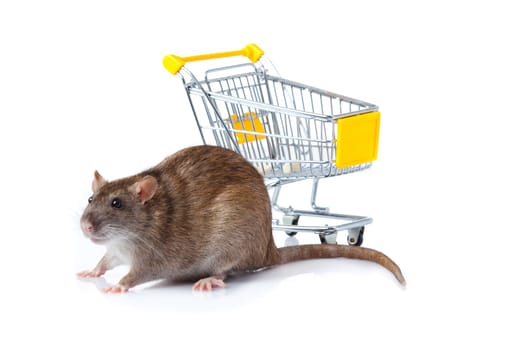 rat and the shopping cart. a rat with a basket