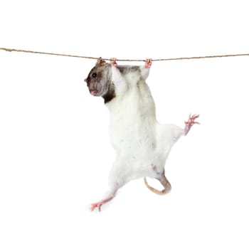 a rat crawling on a rope. rat clutching at rope on white background