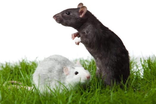 two rats on the grass  isolated in white. rat in green grass close up