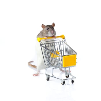 rat and the shopping cart. a rat with a basket