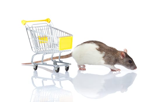 rat and the shopping cart. a rat with a basket