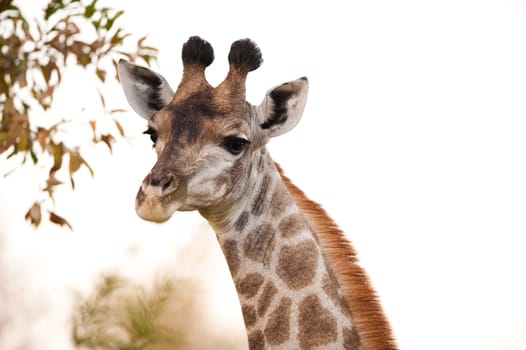 GIRAFFE (Giraffa camelopardalis) in the bush, South Africa