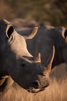 SOUTHERN WHITE RHINOCEROS (Ceratotherium simum simum) grazing