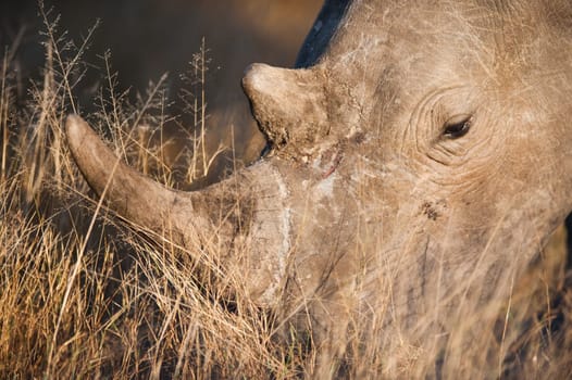 SOUTHERN WHITE RHINOCEROS (Ceratotherium simum simum) grazing