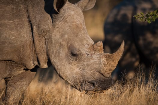SOUTHERN WHITE RHINOCEROS (Ceratotherium simum simum) grazing