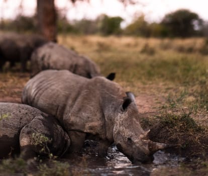 Group of SOUTHERN WHITE RHINOCEROSES (Ceratotherium simum simum)