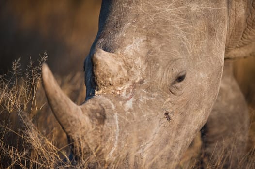 SOUTHERN WHITE RHINOCEROS (Ceratotherium simum simum) grazing