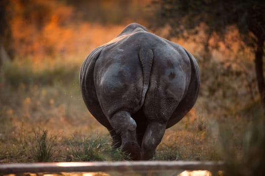 SOUTHERN WHITE RHINOCEROS (Ceratotherium simum simum) walking away