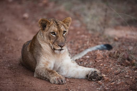 Female lion relaxing on a dirt path