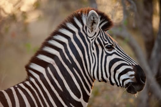 PLAINS ZEBRA (Equus quagga) profile view, South Africa