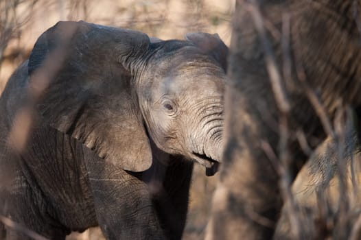 BABY ELEPHANT (Loxodonta africana) walking, Chobe National Park