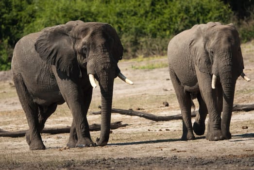 Two AFRICAN BUSH ELEPHANTS (Loxodonta africana) walking