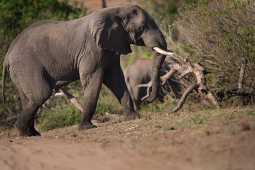 AFRICAN BUSH ELEPHANT (Loxodonta africana) walking uphill
