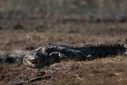 Crocodile baring teeth, Chobe National Park, Botswana