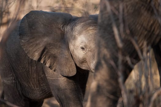 BABY ELEPHANT (Loxodonta africana) walking, Chobe National Park