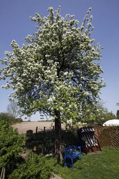 Garden with blossoming pear tree