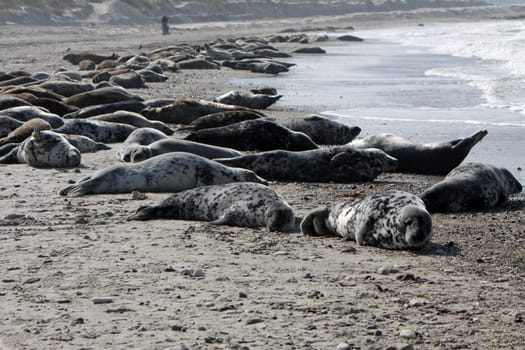 Grey seals