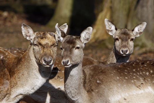 Fallow deer