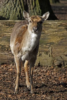 Fallow deer