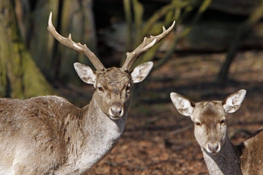 Fallow deer