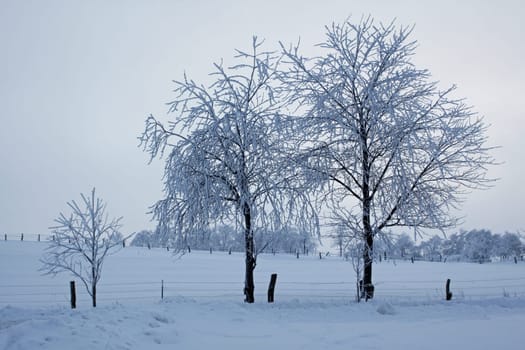 Hazy winter landscape