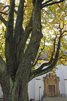 Chestnut tree at the church Schloss Neuhaus