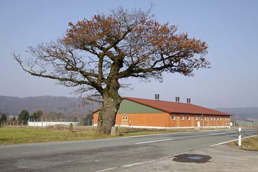 The border oak in Dudenhausen