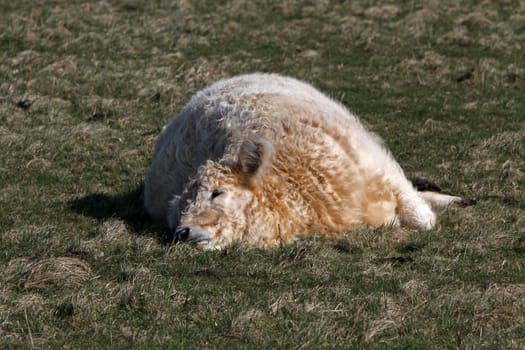 Galloway beef