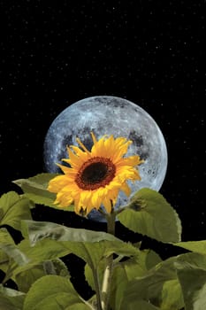 a tall sunflower with bee against a beautiful blue moon and starry sky