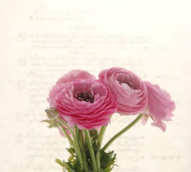 pink ranunculus seen against old-fashioned handwriting