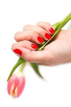 Woman hands with red manicure and tulip