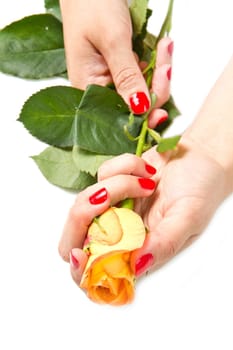 Woman hands with red manicure and rose