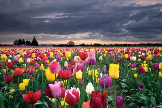 Sunset Over Farm Field of Colorful Tulip Flowers Blooming in Oregon in Springtime