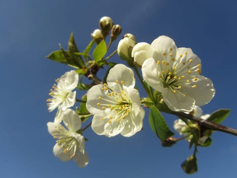 Cherry tree - Prunus cerasus
