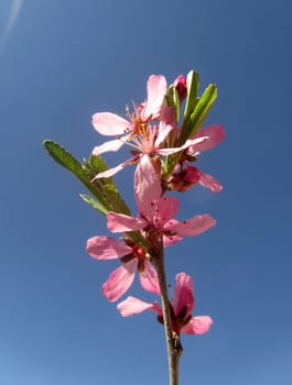 Daphne - Daphne mezereum