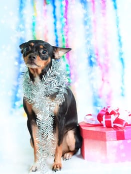 Toy terrier dog with gift box for christmas