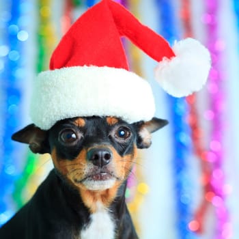 Toy terrier dog in a Santa&#039 s hat