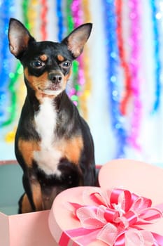 Toy terrier dog with gift box for christmas