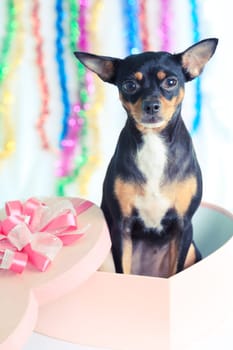 Toy terrier dog with gift box for christmas