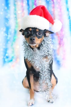 Toy terrier dog in a Santa&#039 s hat