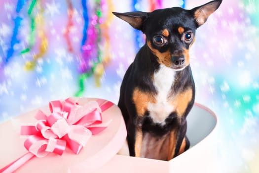 Toy terrier dog with gift box for christmas