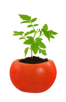 Young tomato plant growing, evolution concept, isolated on white