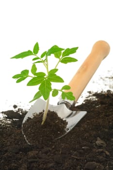 Tomato seedling on garden trowel, isolated on white