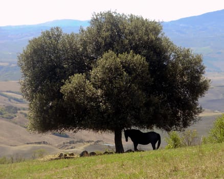 A beautiful horse rests in the shade in Tuscany