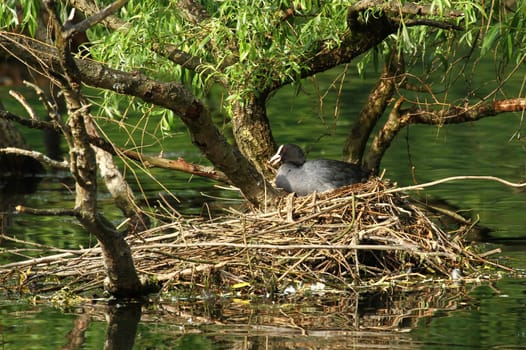 Moorhen